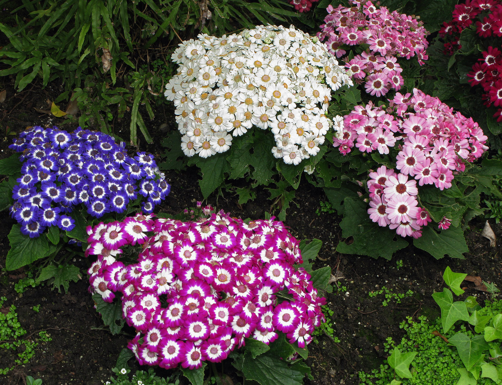 Canon G9 various flower clusters